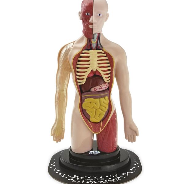 Torso umano - MICRO PLANET