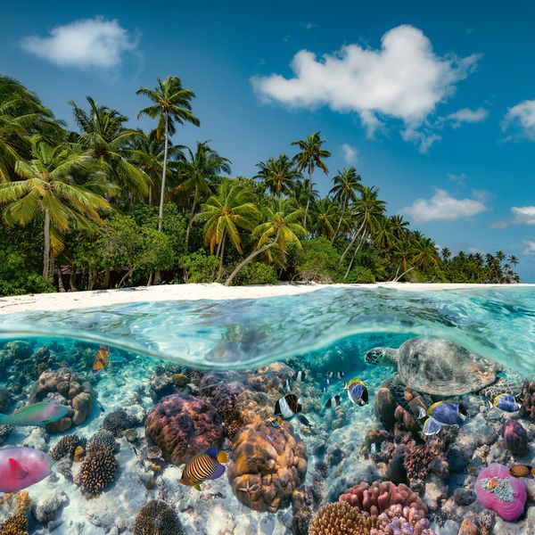 Ravensburger - puzzle un tuffo alle maldive, 2000 pezzi, puzzle adulti - RAVENSBURGER