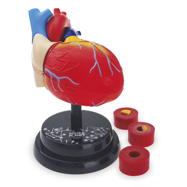 Cuore - modello anatomico in 3d - MICRO PLANET