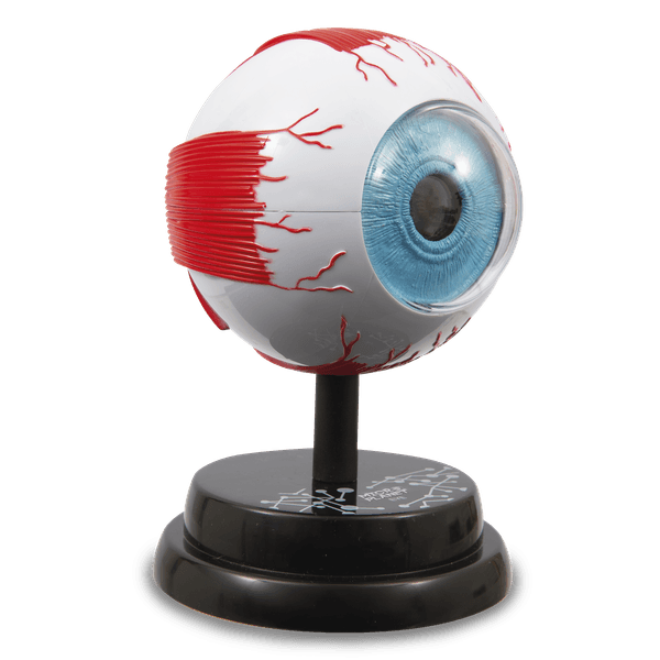 Occhio - modello anatomico in 3d - MICRO PLANET