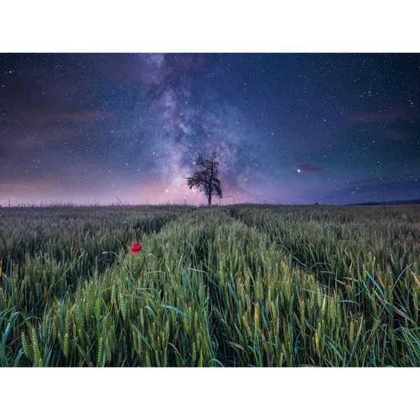 Ravensburger puzzle campo stellato - 1500 pezzi - paesaggio notturno 80x60cm - RAVENSBURGER