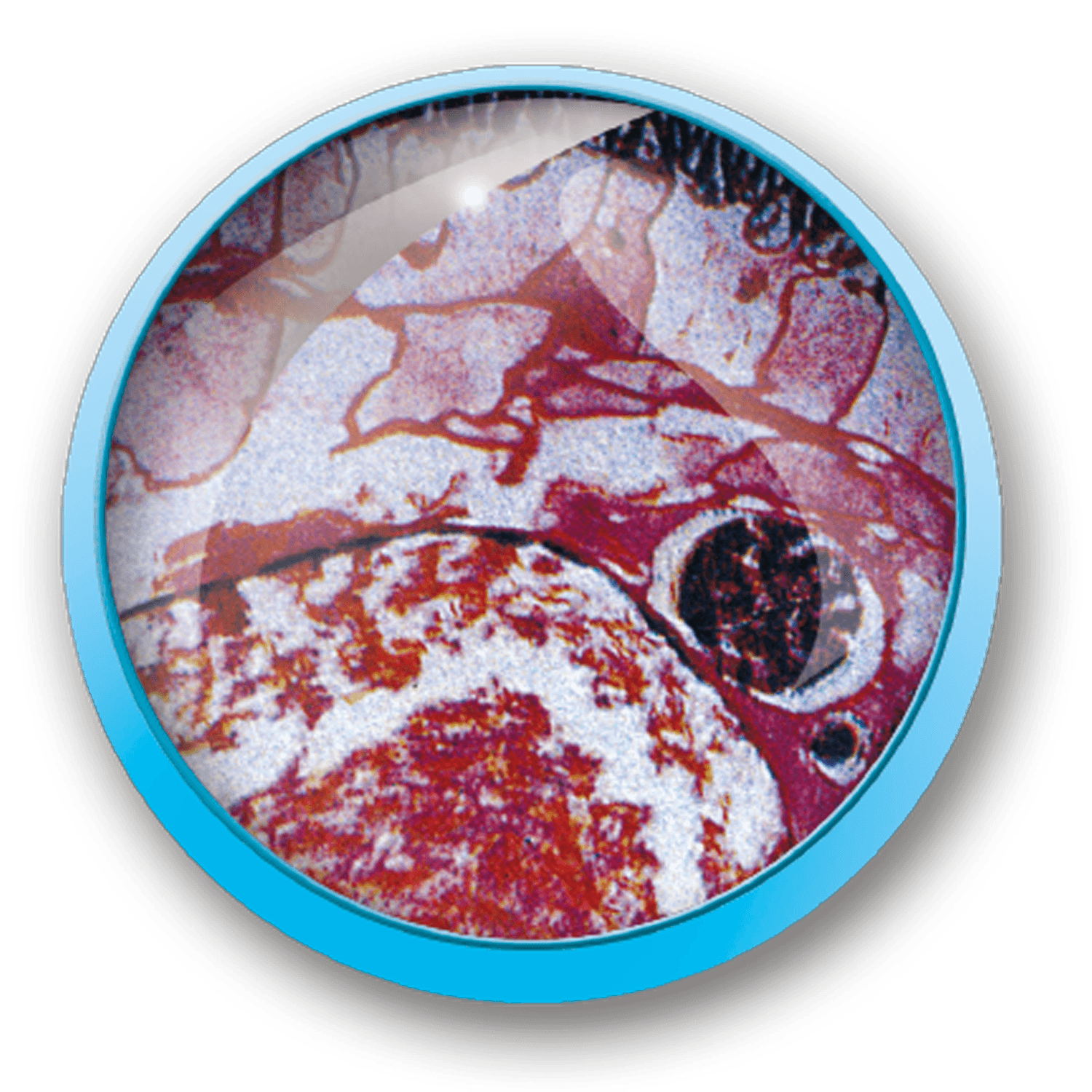 Valigetta microscopio 1200x - MICRO PLANET