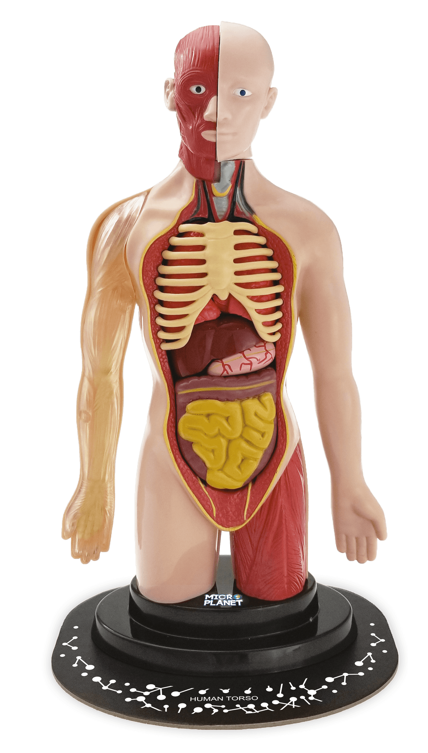 Torso umano - MICRO PLANET