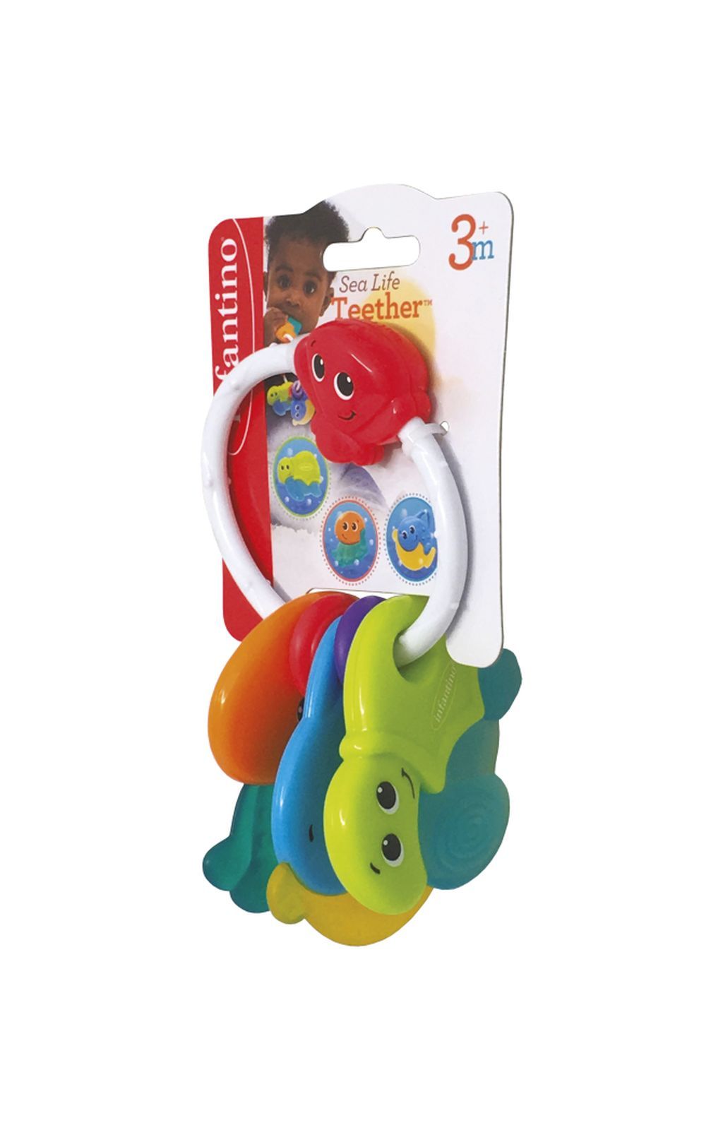 Dentaruolo - animali marini - INFANTINO