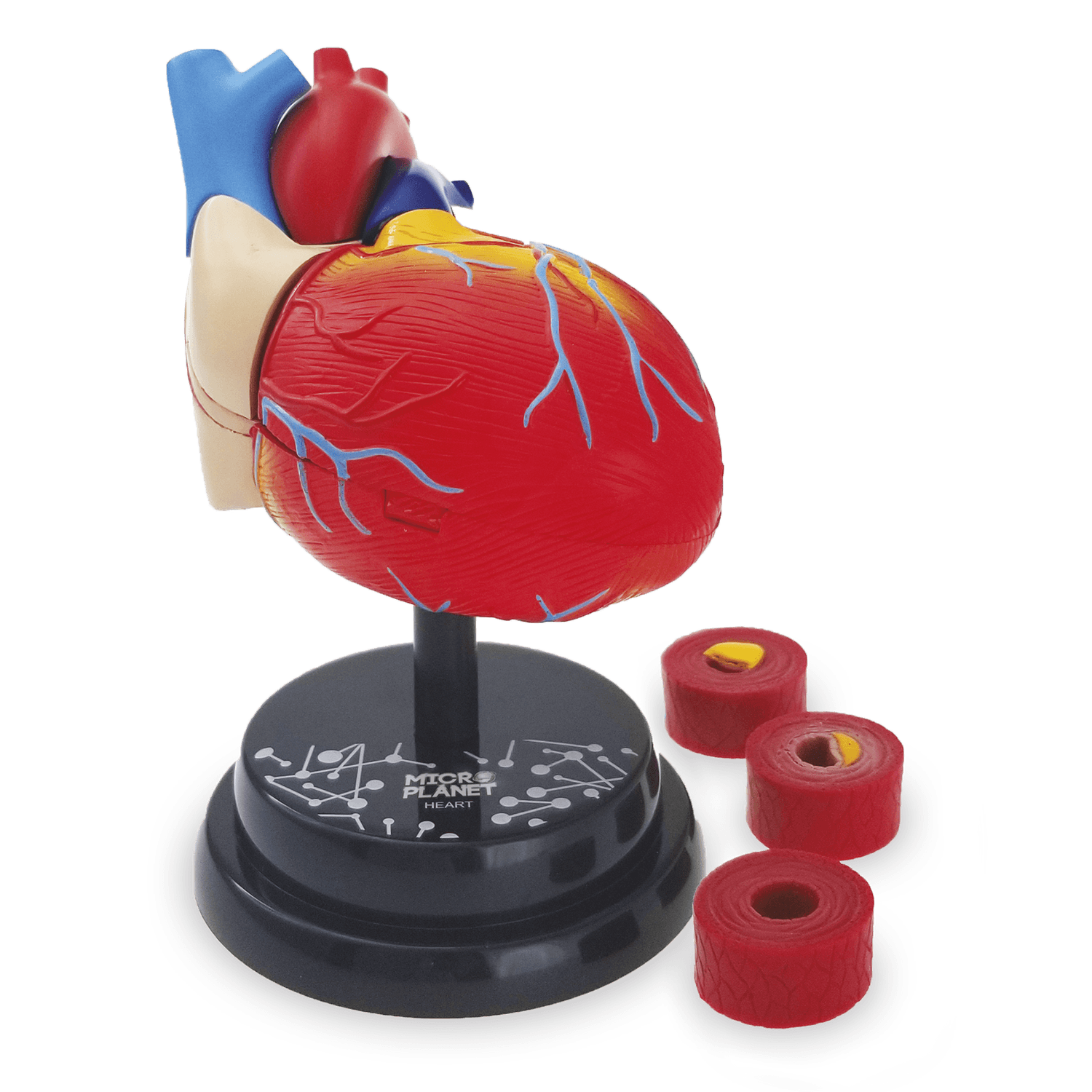 Cuore - modello anatomico in 3d - MICRO PLANET