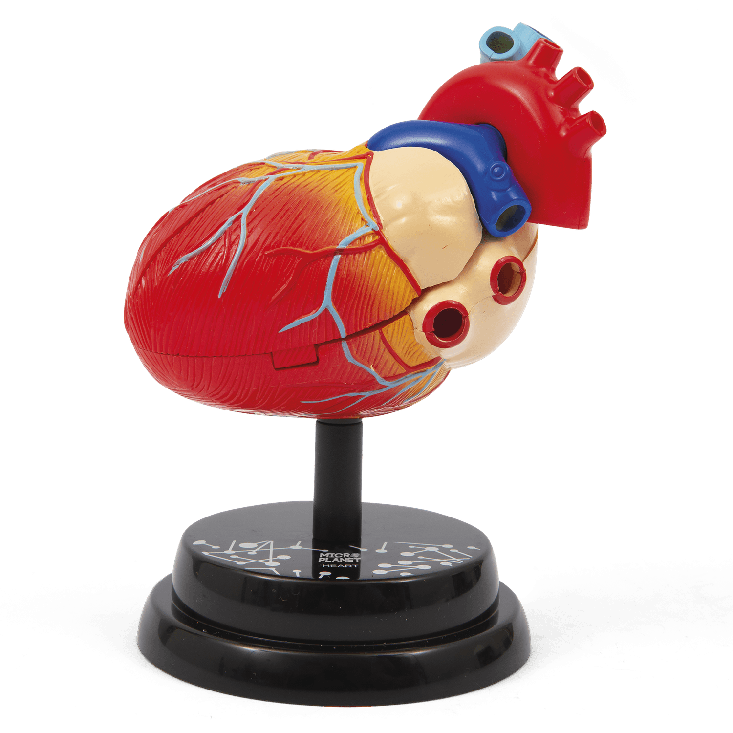 Cuore - modello anatomico in 3d - MICRO PLANET