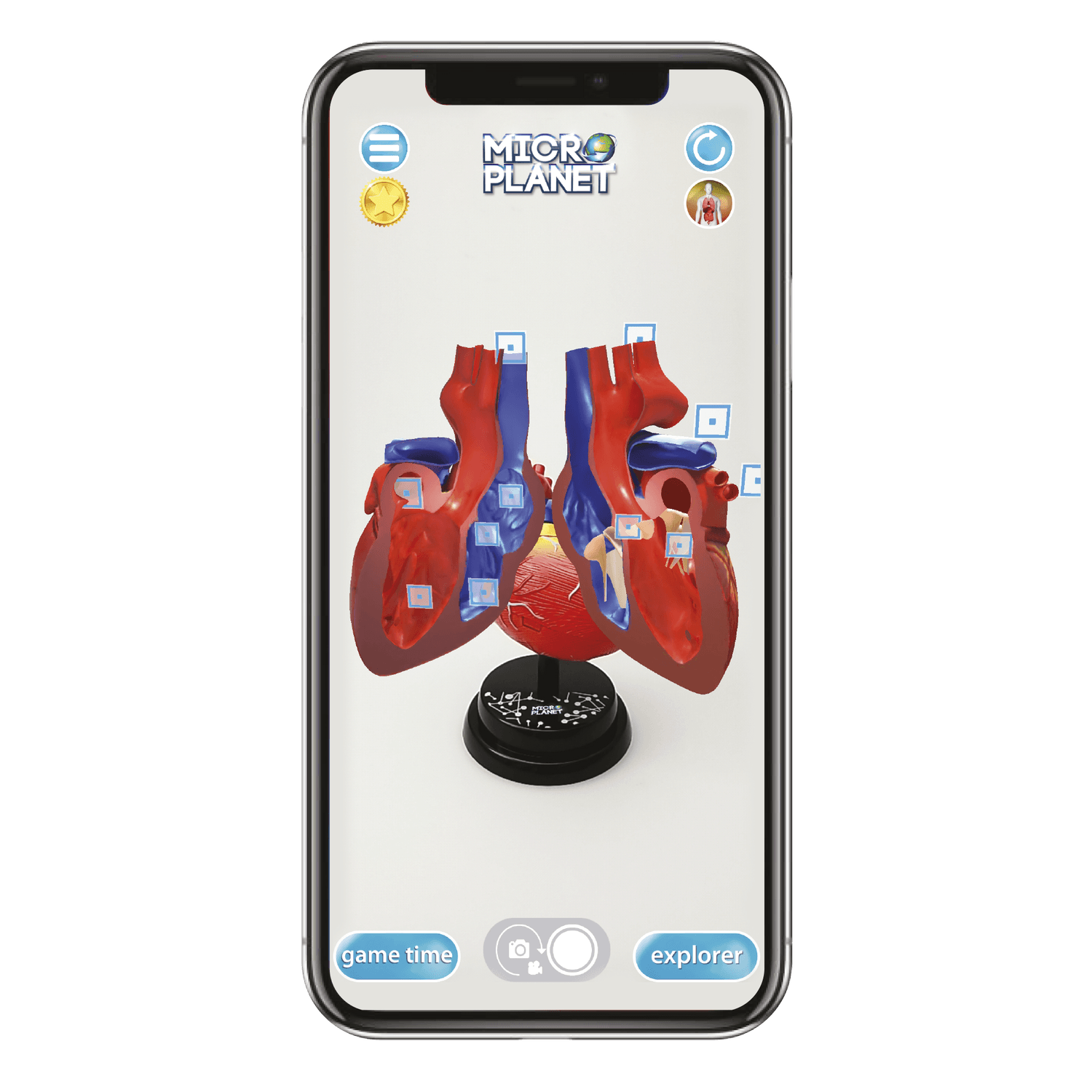 Cuore - modello anatomico in 3d - MICRO PLANET