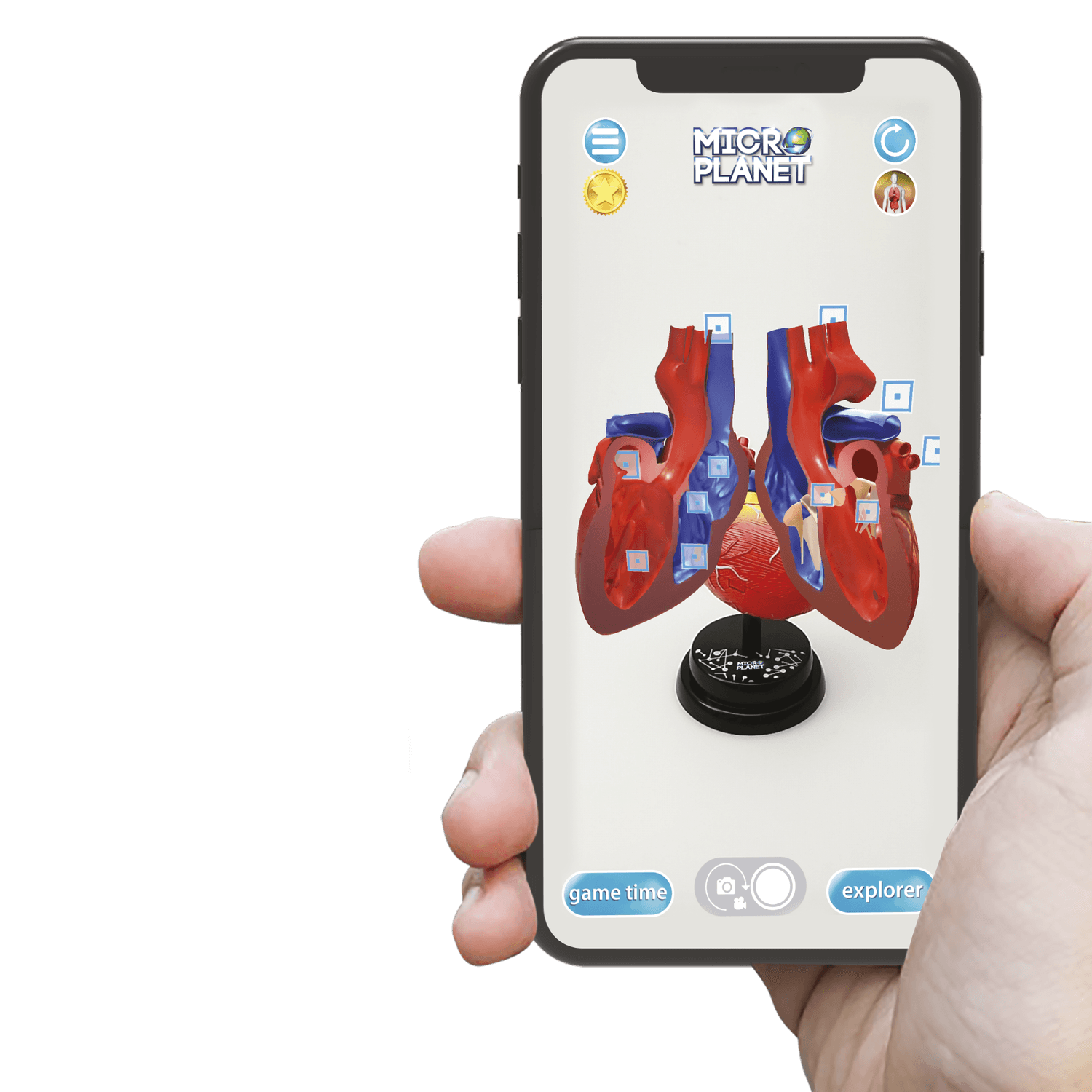 Cuore - modello anatomico in 3d - MICRO PLANET