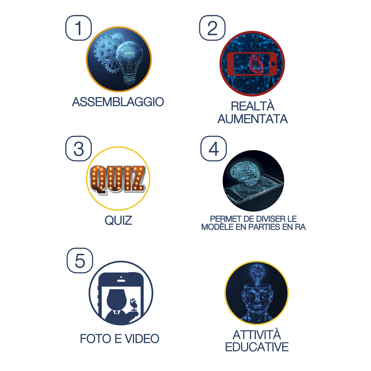 Cuore - modello anatomico in 3d - MICRO PLANET