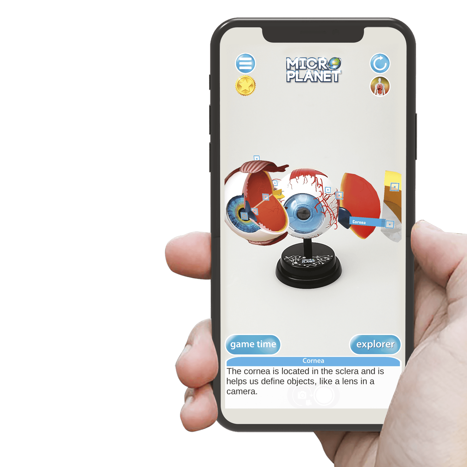 Occhio - modello anatomico in 3d - MICRO PLANET