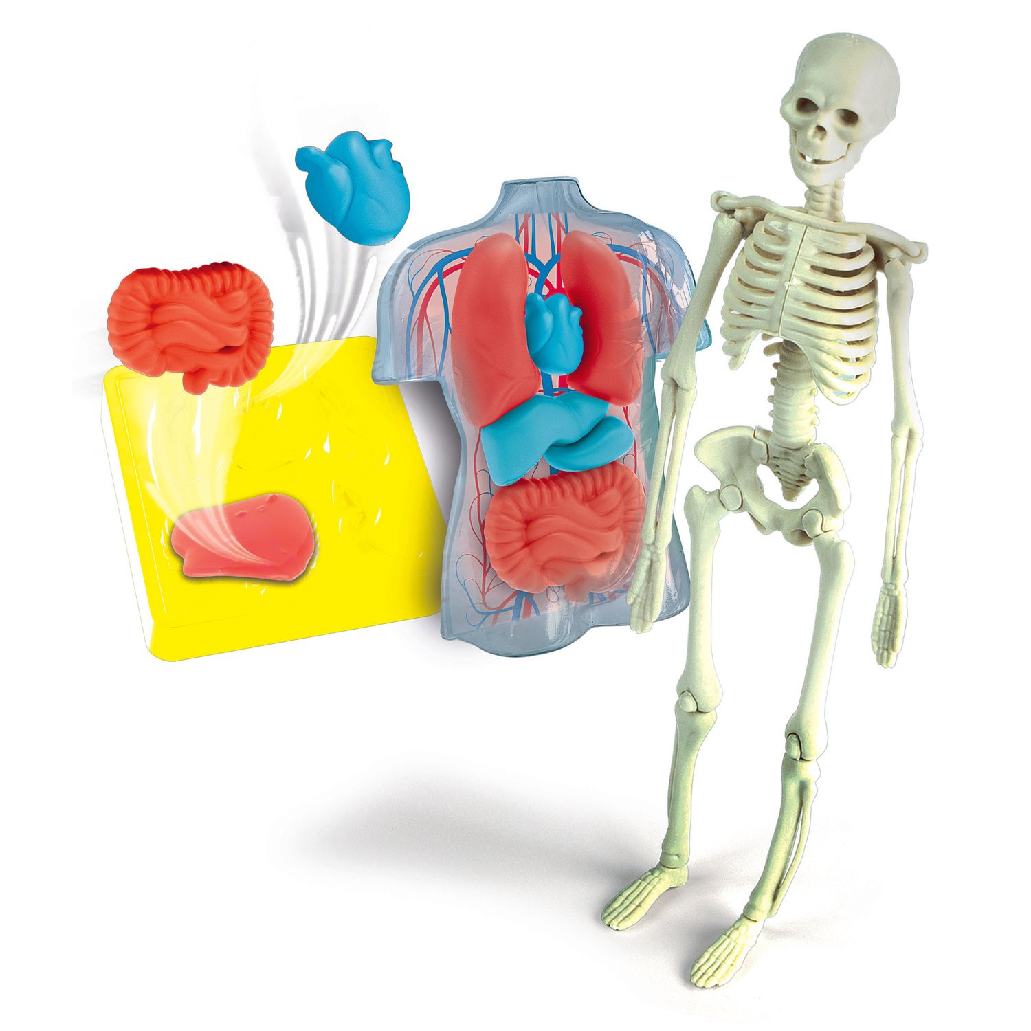 Clementoni scienza & gioco anatomia scheletro e organi 19414 – kit educativo anatomia umana - CLEMENTONI