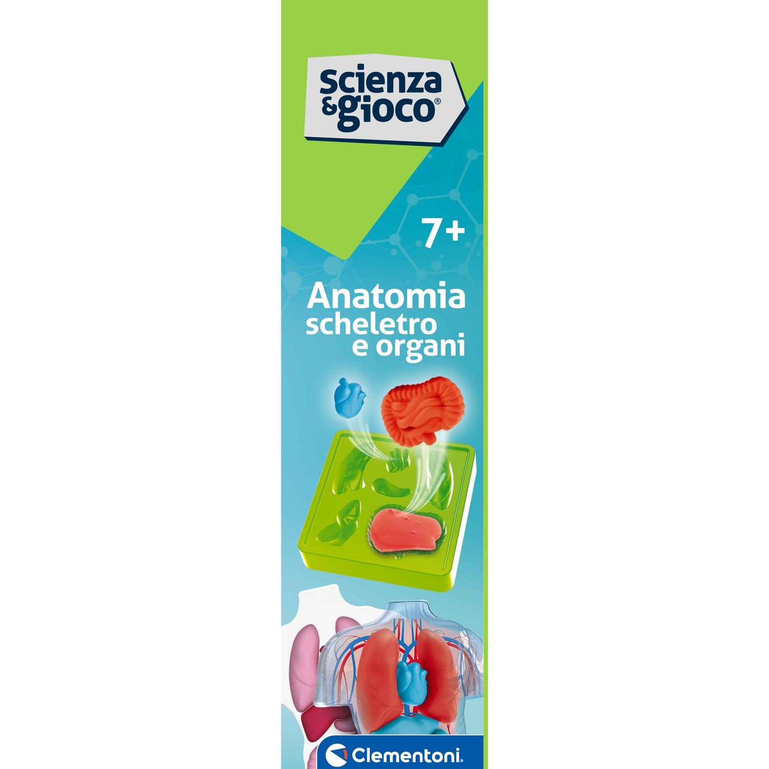 Clementoni scienza & gioco anatomia scheletro e organi 19414 – kit educativo anatomia umana - CLEMENTONI