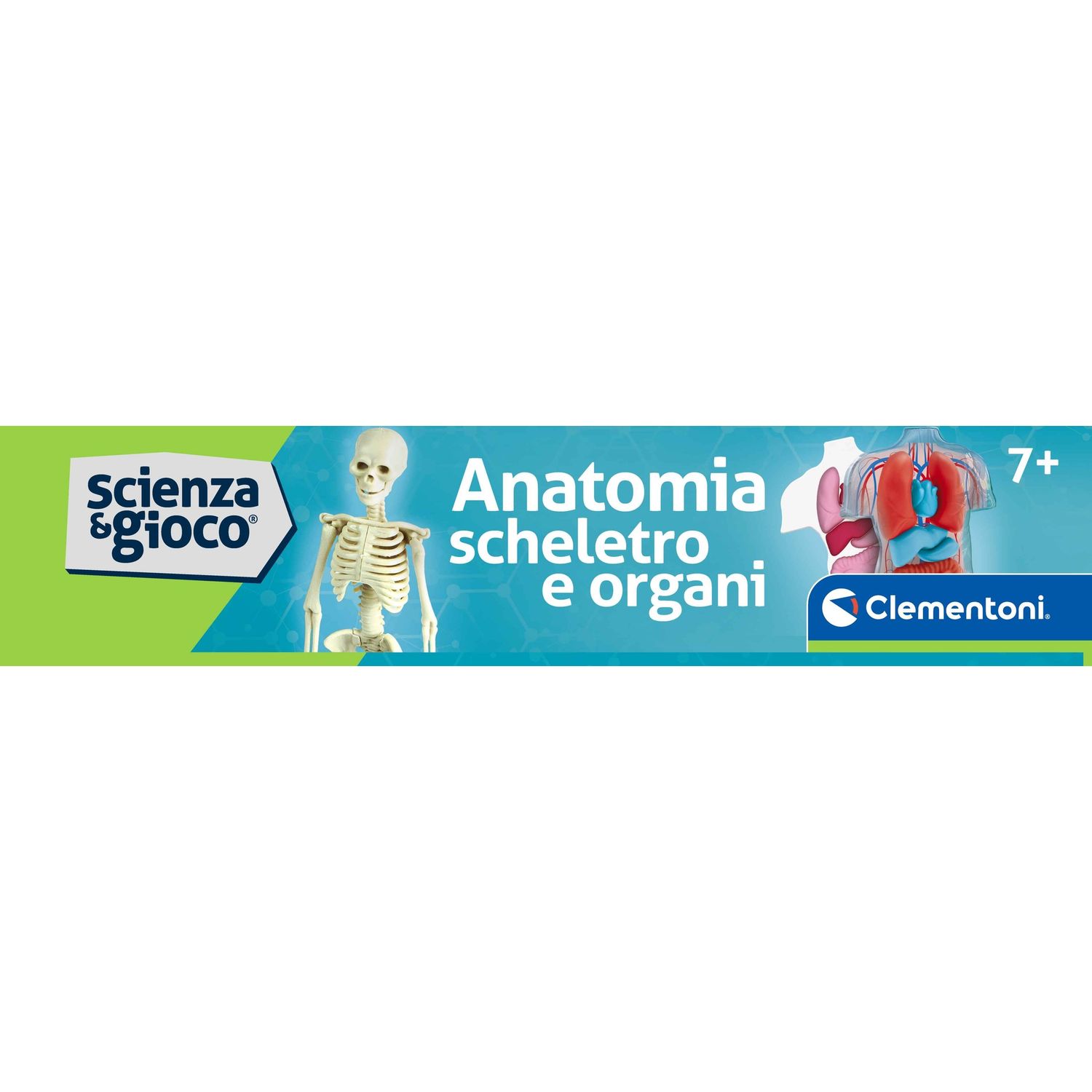 Clementoni scienza & gioco anatomia scheletro e organi 19414 – kit educativo anatomia umana - CLEMENTONI