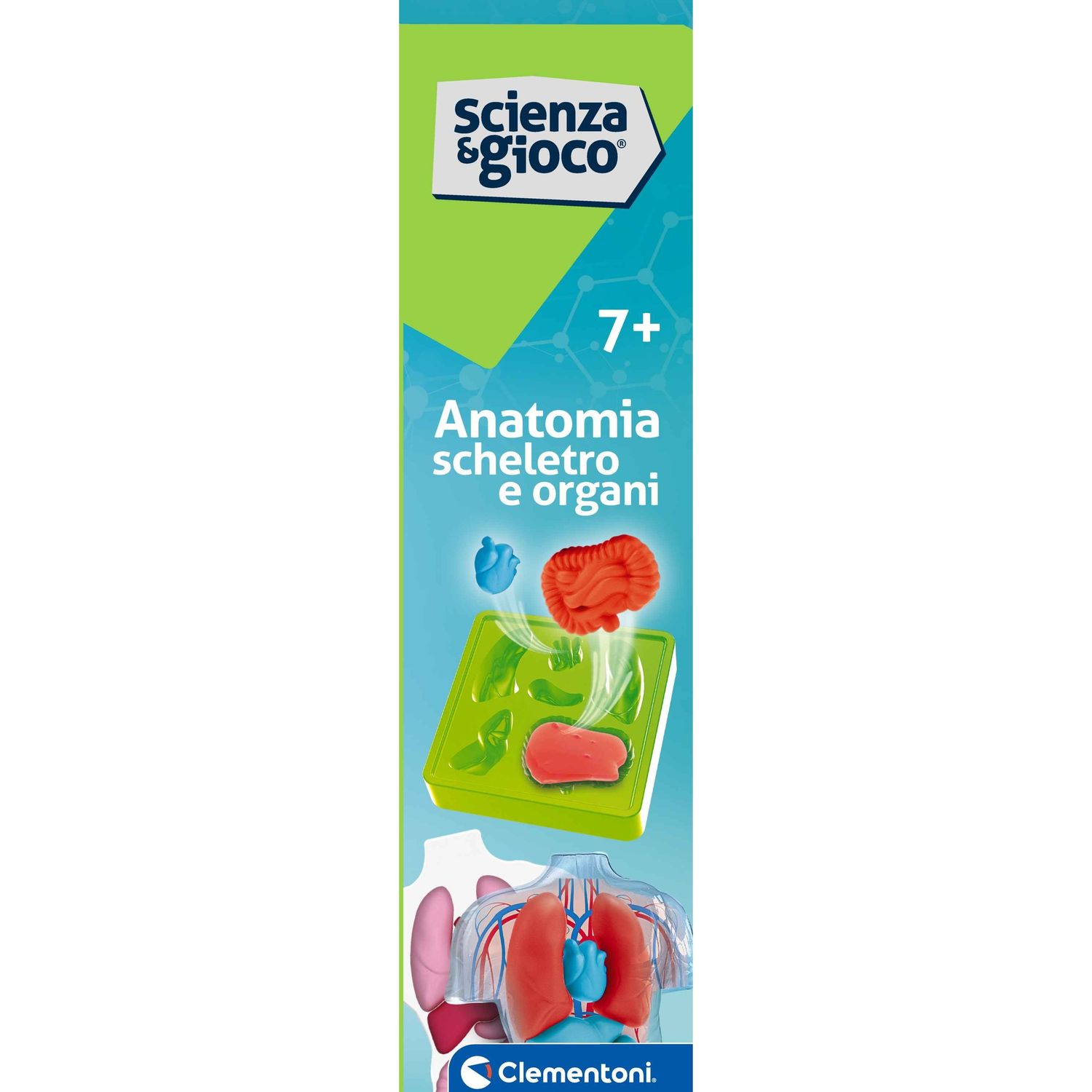 Clementoni scienza & gioco anatomia scheletro e organi 19414 – kit educativo anatomia umana - CLEMENTONI