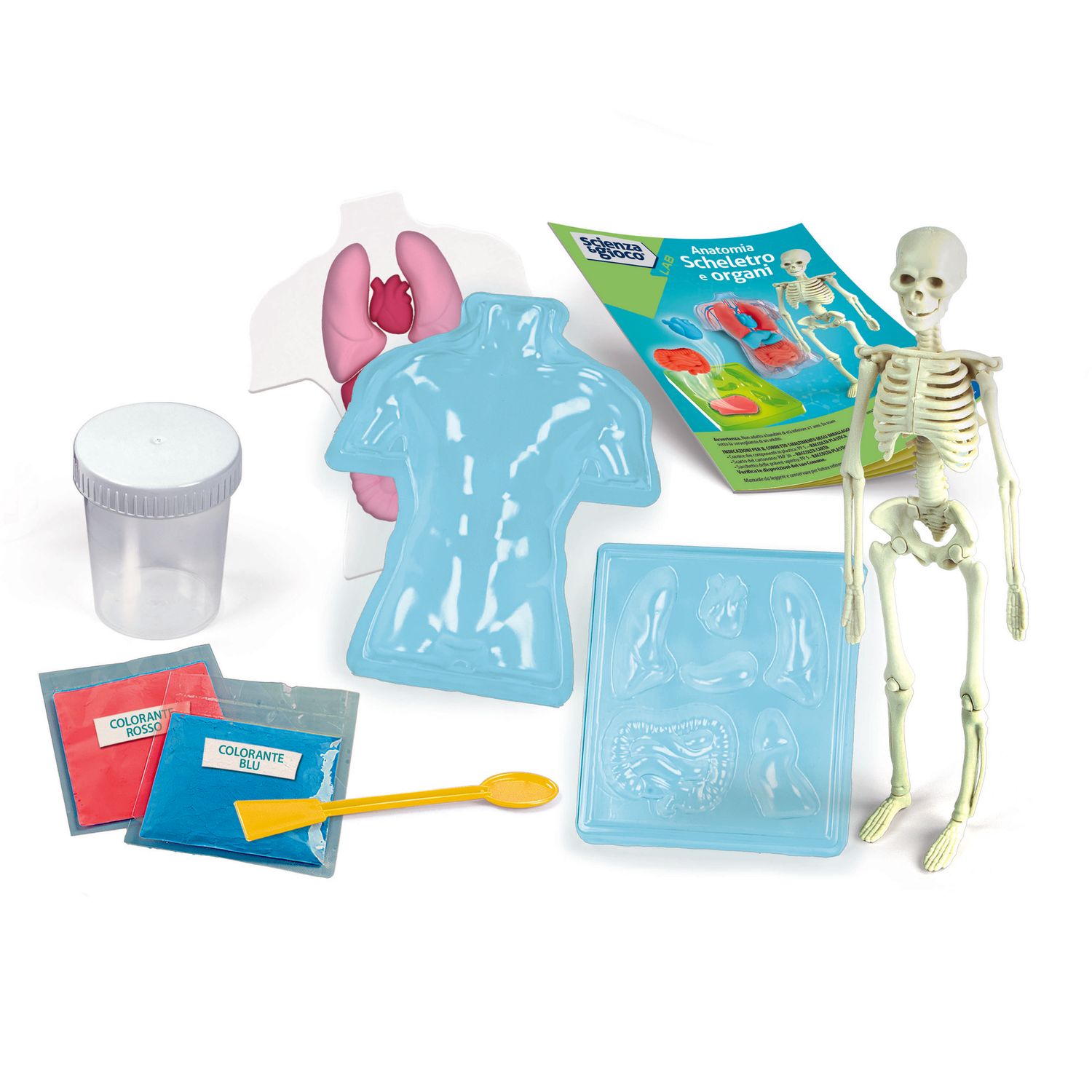 Clementoni scienza & gioco anatomia scheletro e organi 19414 – kit educativo anatomia umana - CLEMENTONI