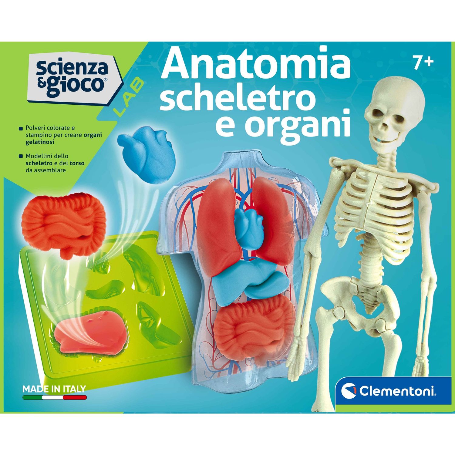 Clementoni scienza & gioco anatomia scheletro e organi 19414 – kit educativo anatomia umana - CLEMENTONI