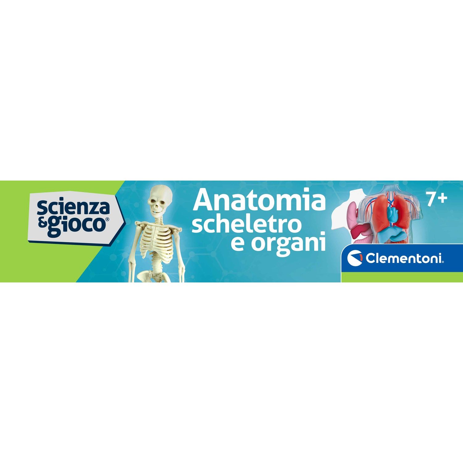 Clementoni scienza & gioco anatomia scheletro e organi 19414 – kit educativo anatomia umana - CLEMENTONI