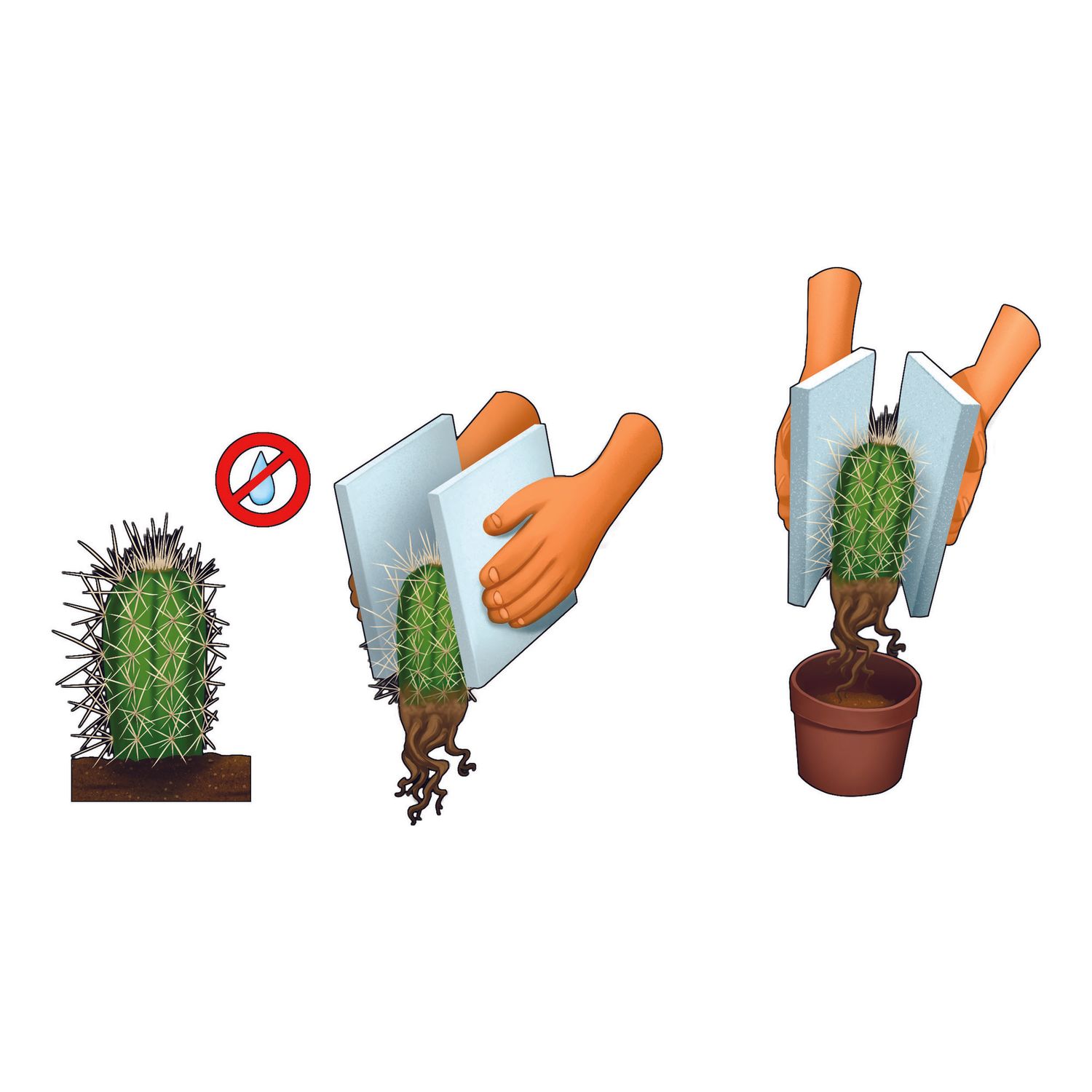 Clementoni scienza & gioco botanica delle piante grasse 19422 – gioco educativo botanica - CLEMENTONI