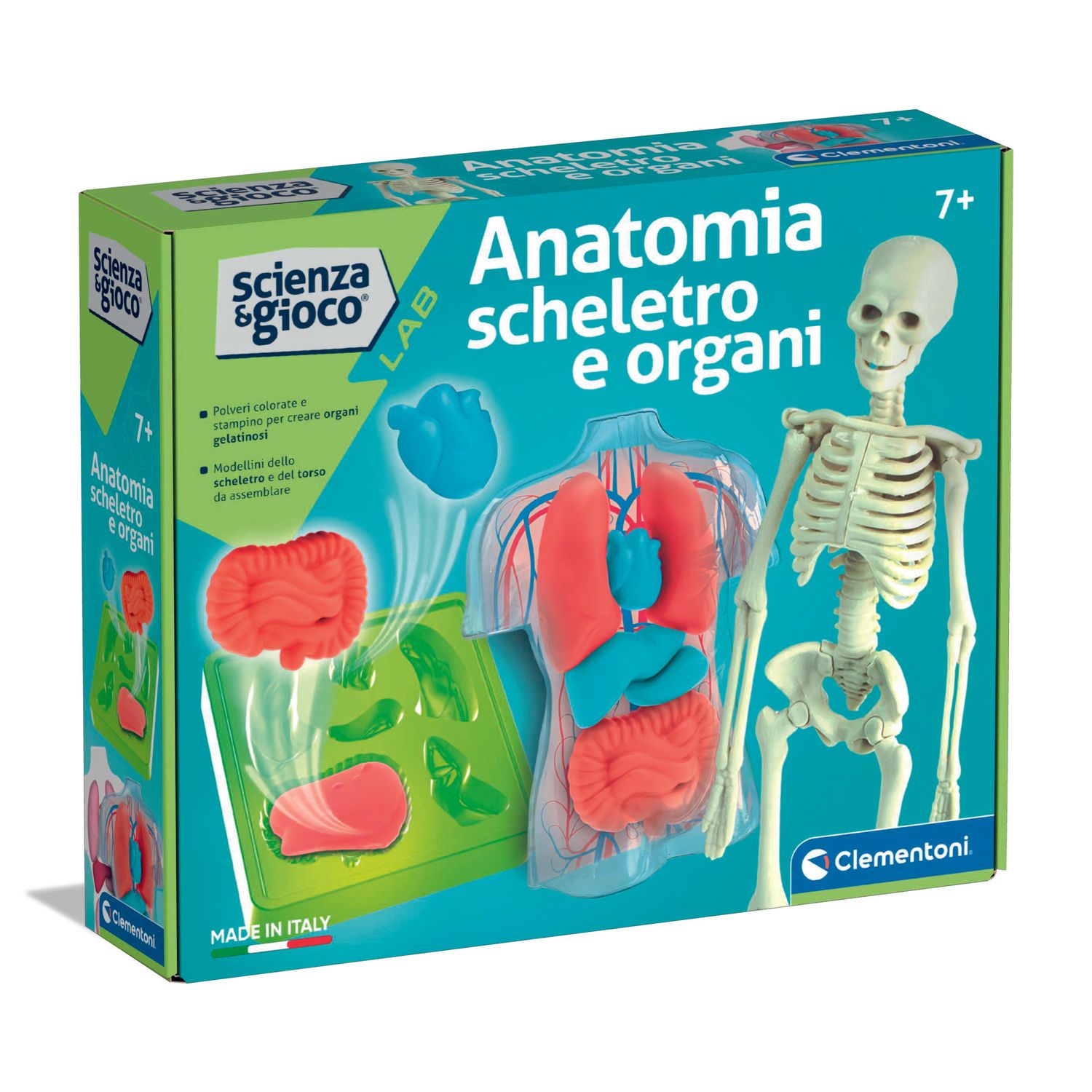 Clementoni scienza & gioco anatomia scheletro e organi 19414 – kit educativo anatomia umana - CLEMENTONI