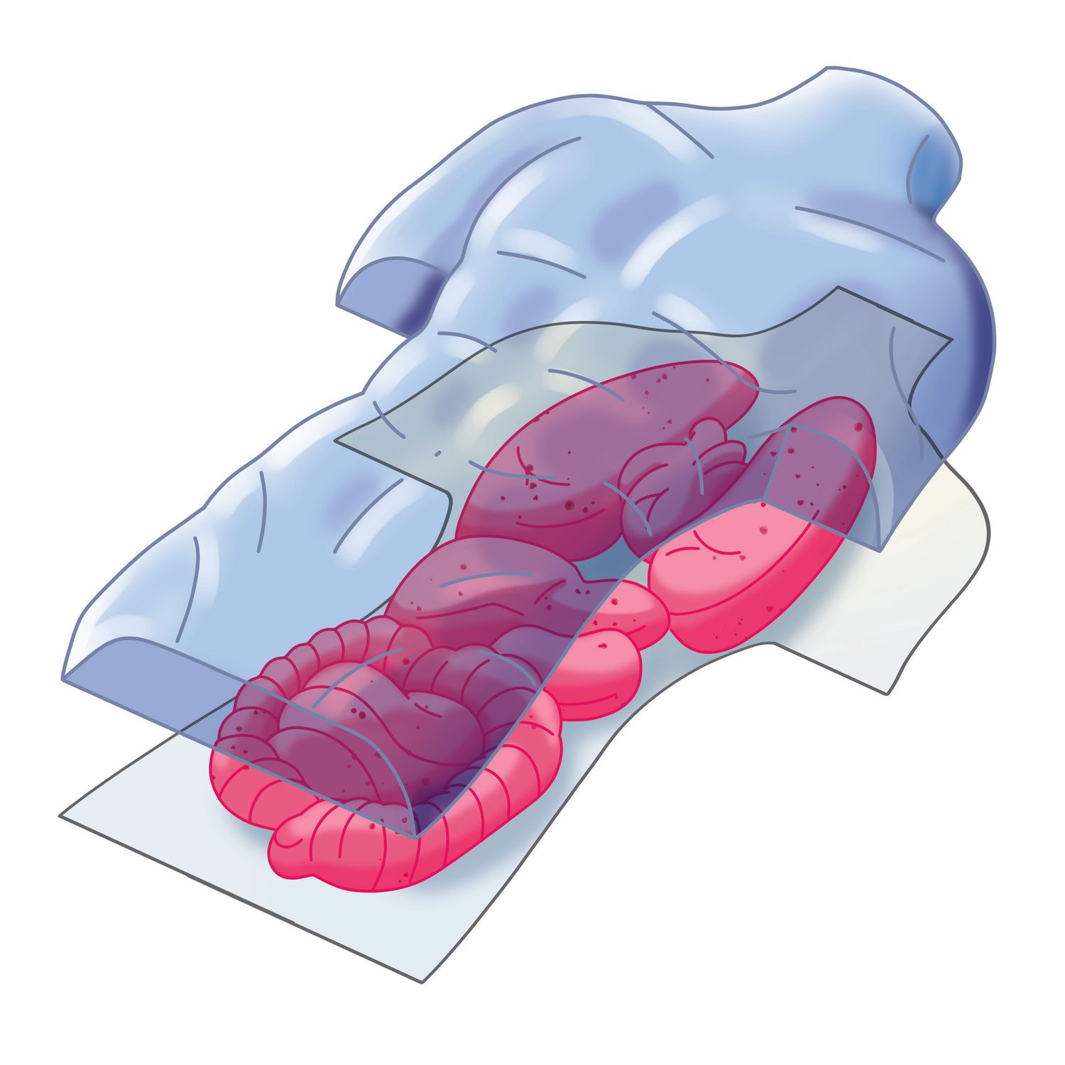 Clementoni scienza & gioco anatomia scheletro e organi 19414 – kit educativo anatomia umana - CLEMENTONI